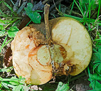 Rotten apple by Leopold Brix