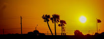 palm trees at sunrise von digidreamgrafix