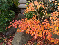 Japanischer Ahorn (Acer japonicum) - Japanese maple (Acer japonicum) by botanikfoto