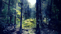 Rain forest by Gealt Waterlander
