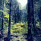Rainforest-edit-2013