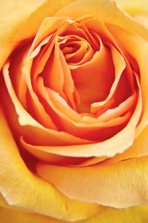Rose by AD DESIGN Photo + PhotoArt