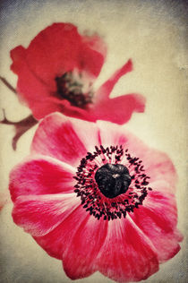 'Sweet Anemone II ' by AD DESIGN Photo + PhotoArt