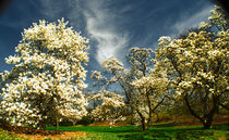 Magnolia garden by Maks Erlikh