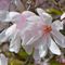 White-magnolia-55