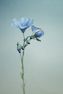 Blaue Blüte von Bastian  Kienitz