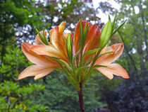 Rhododendron in Orange von Robert Gipson