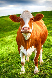 Kuh auf grüner Wiese von Gina Koch