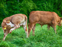 Kühe auf einer grünen Wiese by Gina Koch