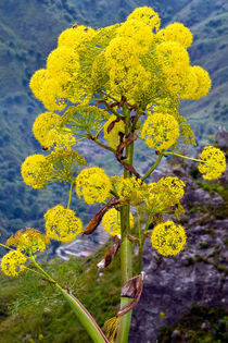Gelbe Mediterane Blüten von captainsilva