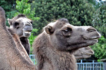 Kamele im Zoo Neuwied von shark24