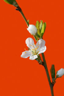 Weiße Kirschblüte  by Bastian  Kienitz