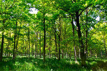The Peaceful Forest  von David Pyatt