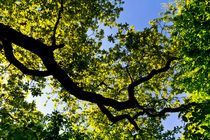 Into the tree canopy von David Pyatt