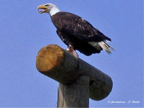 Bald-Eagle, Weisskopfadler, Wappentier der USA by shark24