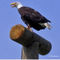 Bald-eagle1