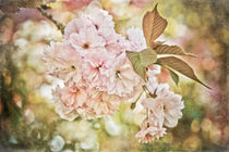 Cherry Blossom von loriental-photography