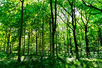 Summer in the forest von David Pyatt