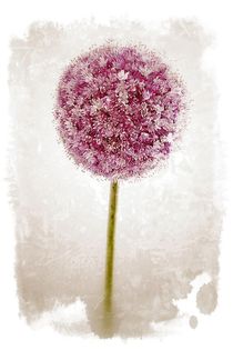 Allium von Peggy Graßler