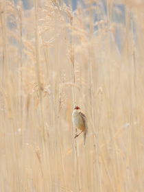 Sing of Reed Warbler by Andras Neiser