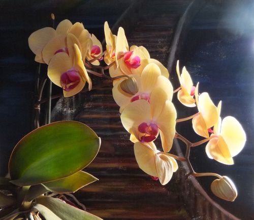 Mutti-s-orchideen-2