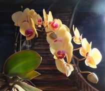 Orchideen by Sieglinde Talke