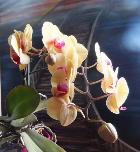 Mutti-s-orchideen-3