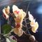 Mutti-s-orchideen-3