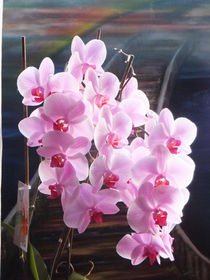 Orchideen by Sieglinde Talke