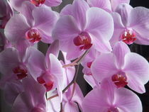 Orchideen  von Sieglinde Talke