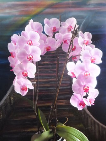 Mutti-s-orchideen-10