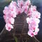 Mutti-s-orchideen-10