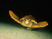 Turtle, Blue Hole, Nassau, Bahamas by Shane Pinder