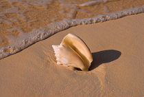 Shell on Seashore, Rose Island, Bahamas by Shane Pinder