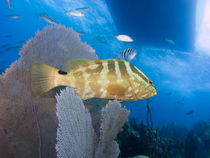 Nassau Grouper, Nassau, Bahamas by Shane Pinder