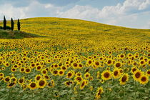 Sonnenblumen im Val d'Orcia von Helmut Plamper
