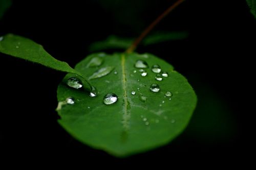 Raindrops-on-leaves