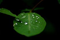 raindrops on leaves von mateart