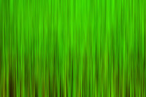 »green« von Peter Bergmann