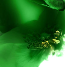 Green by florin