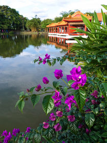 Drillingsblume (Bougainvillea), Chinesischer Garten, Singapur - Bougainvillea, Chinese Garden, Singapore by botanikfoto