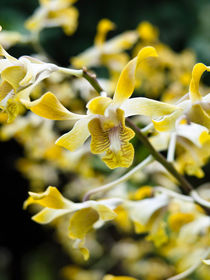 Dendrobium Amitabh Bachchan von botanikfoto