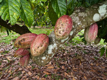Kakao (Theobroma cacao) - Cacao (Theobroma cacao) von botanikfoto