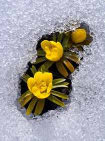 Winterling (Eranthis hyemalis) - Winter aconite (Eranthis hyemalis) by botanikfoto
