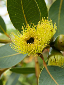 Eukalyptus (Eucalyptus preissiana) - Bell-fruited gum (Eucalyptus preissiana) von botanikfoto
