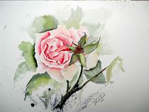 Rose aus dem Garten by Theodor Fischer
