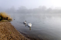 Mute Swan and Cygnet on the Misty River von Rod Johnson