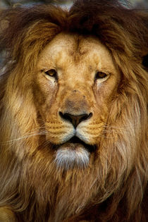Lion by Traven Milovich