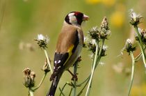 Natural Art Colorful Distel Finch in Summer von mateart