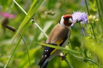 Colorful Distel Finch in Summer by mateart